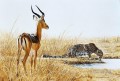 guépard et ram de l’impala